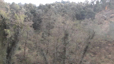 Bahar dağ ormanları Kulu vadinin, Himalayalar