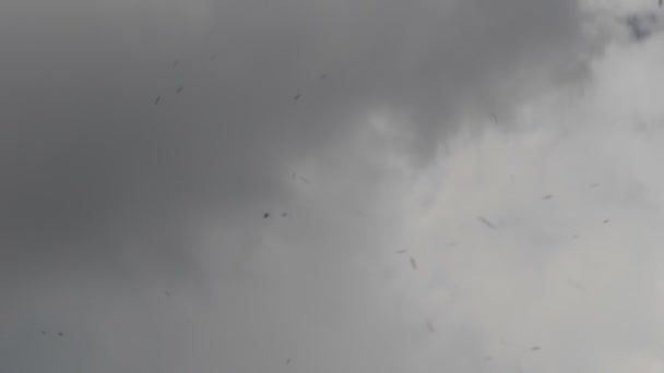 Mass flight of insects against background of cloudy sky. — Stock Video
