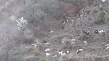 Koyun ve gri tiftik keçi yamaca Himalayalar beslenir