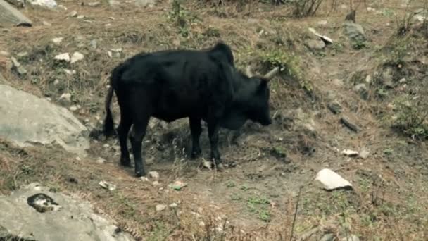 Bull zebu-like gado em agressão e excitação sexual — Vídeo de Stock