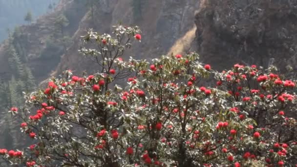 Blommande buskar, röda träd rhododendron Himalaya — Stockvideo
