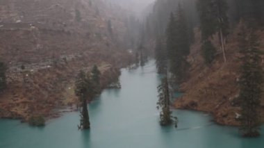 Himalaya köknarı ve Himalaya ladini gölde. Sel basmış orman
