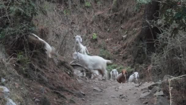Ovce a kozy jsou krmena na úbočí Himálaje — Stock video