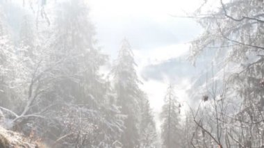 Kar düşüyor ve hemen erir, Himalaya ağaçlarından aşağı akar