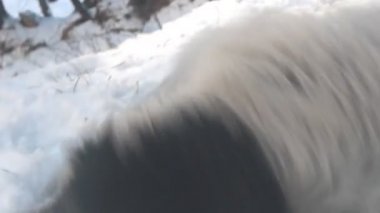 Karda etrafta ve oynayan köpek