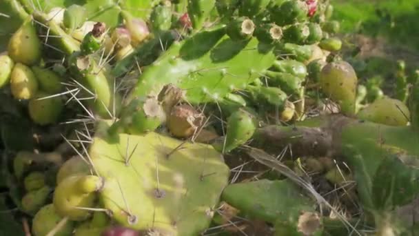 Kaktus, fikonkaktus i web — Stockvideo
