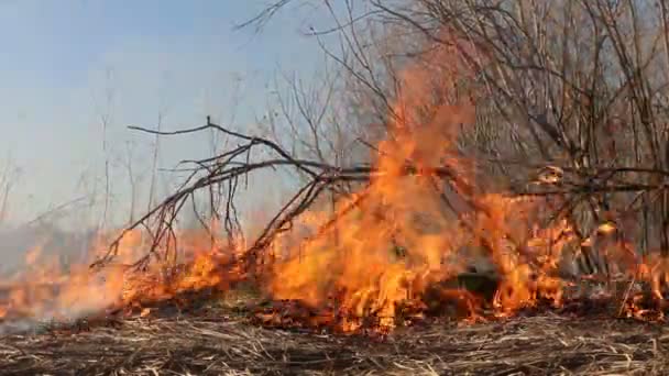 Hierba seca arde entre arbustos, fuego en la zona de arbustos — Vídeos de Stock