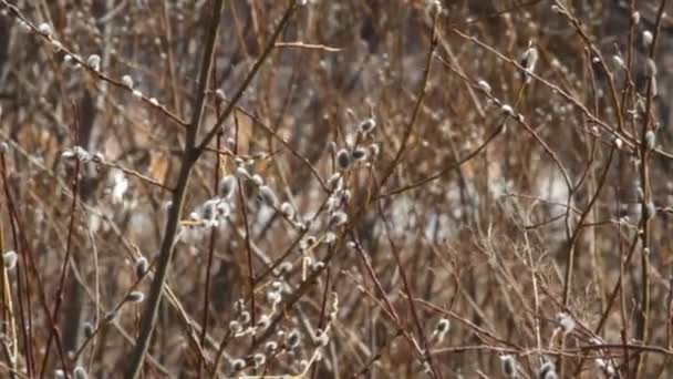 Willow oorbellen bloeiwijzen op achtergrond van snelle stroom van water smelten — Stockvideo