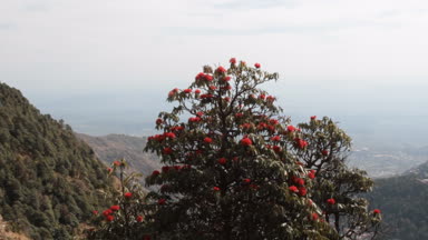 Çiçekli çalılar, kırmızı ağaçlı rhododendron Himalayalar