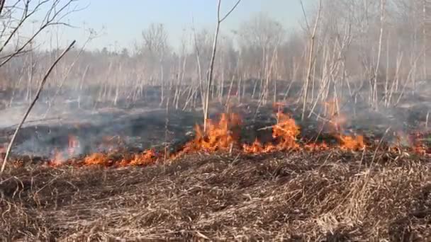 Sucha trawa płonie wśród krzewów, pożar w krzakach — Wideo stockowe