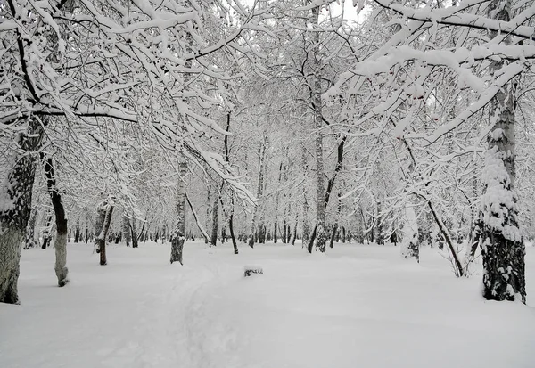 Vinterlandskap Träd Snön — Stockfoto