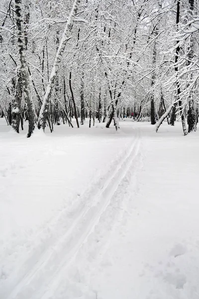 雪の中での木の冬の風景 — ストック写真