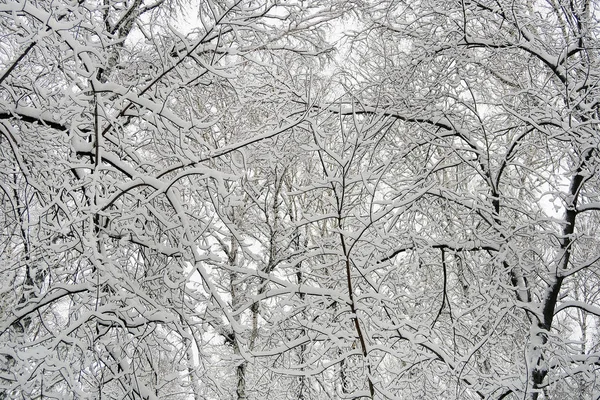 Vinterlandskap Träd Snön — Stockfoto