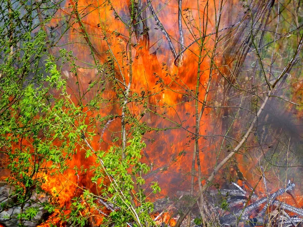 Eld i skogen — Stockfoto