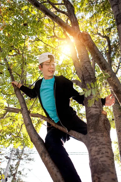 Genç ağaç üzerinde — Stok fotoğraf