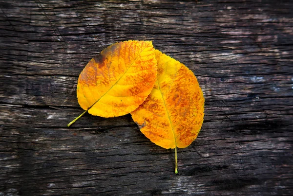 Sonbahar Leafs portre — Stok fotoğraf