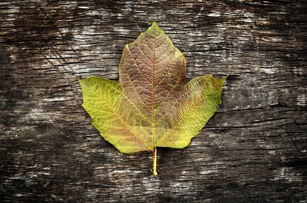 Höstlig Leaf närbild — Stockfoto