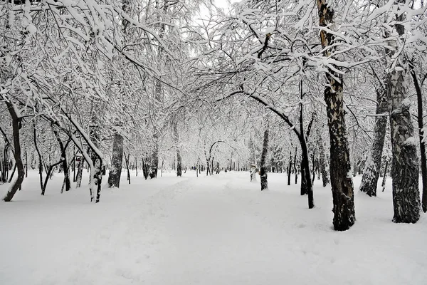 Besneeuwde bomen landschap — Stockfoto