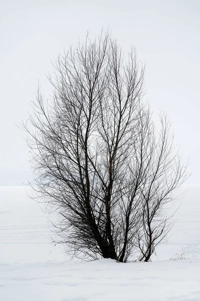 Baum auf dem Schnee — Stockfoto