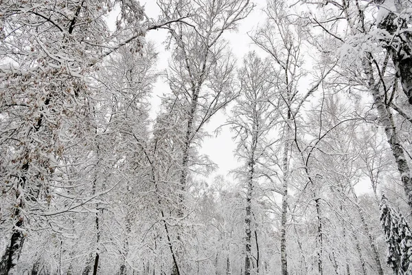 Parque de inverno paisagem — Fotografia de Stock