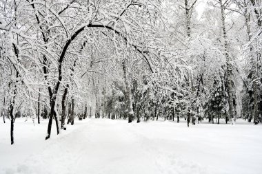 Winter Park peyzaj ağaçları kar ile