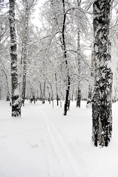Parque Inverno Paisagem Com Árvores Neve — Fotografia de Stock