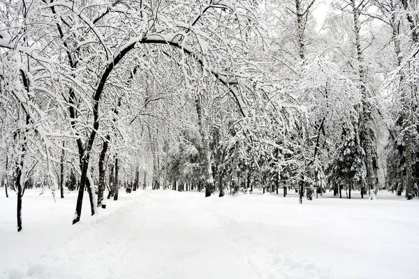 Winter Park peyzaj ağaçları kar ile