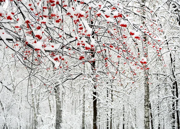 Рябиновые ягоды в снегу — стоковое фото