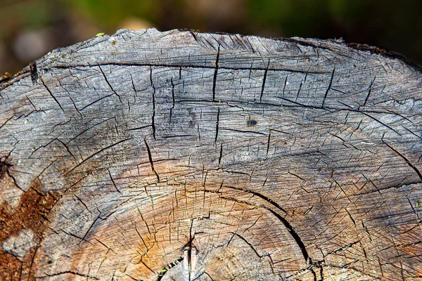 Stumpen Trädstammen Utomhus Närbild — Stockfoto