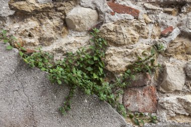 Eski bir taş yeşil çim kahverengi, beyaz, siyah büyük taş duvar. Avrupa'nın Ortaçağ kaleleri klasik duvar duvarları.