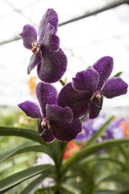 Üç güzel mor çiçek orkide cins şube yakın çekim.