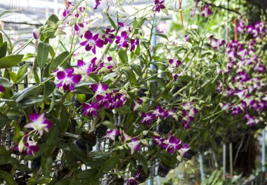 Bir bahçe dallarında bir damla sulama sistemi ile orkide orkide çiçekler. Tayland Phuket