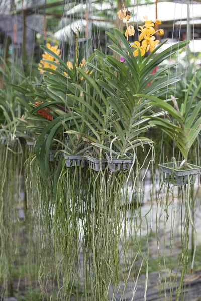 Orkide cins Dendrobium ve serada asılı Cycnoches iki çalı çeşitleri. Güzel çiçekler, uzun bitki köklerinin. Tayland Phuket