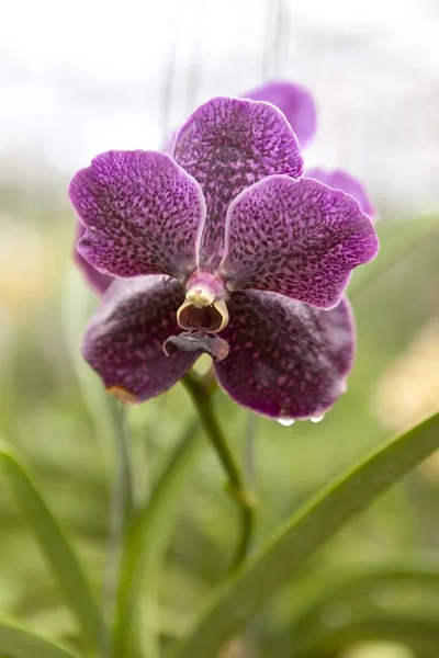 Grandes orquídeas de flores violetas. Lindas flores close-up. Flor de orquídea em um ramo em um jardim de orquídeas. Tailândia . — Fotografia de Stock