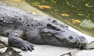Koca kafa Crocodylus polustris kapatın. Tayland nehirde timsah vurmaya hazır