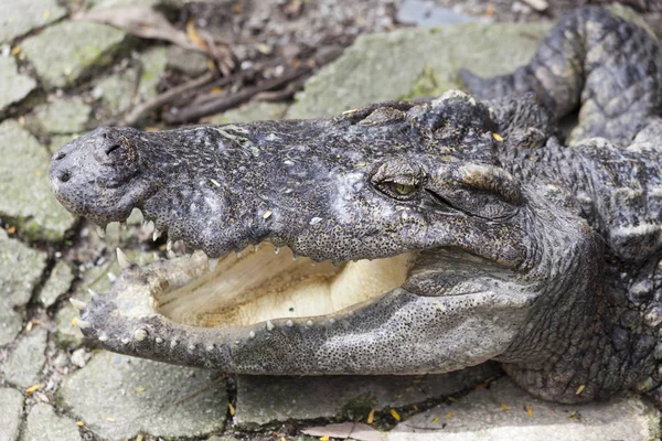 Crocodylus polustris cabeça grande perto. no rio Tailândia. Mandíbulas abertas enormes de um jacaré, crocodilo pronto para atacar . — Fotografia de Stock