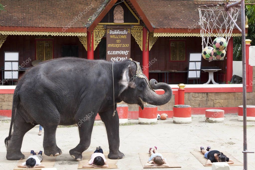 A series of multiple images Indian elephant steps over lying on the ground the children. Circus show Thailand, Phuket.