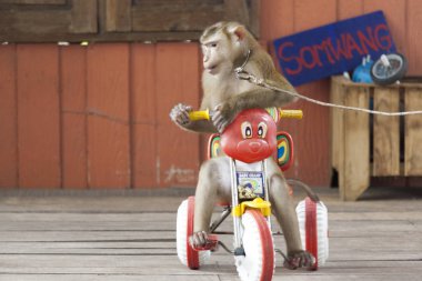 Circus performance Macaque rides a bicycle. Thailand Phuket. clipart