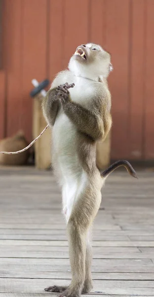 O maimuţă de circ antrenată pe scenă. Performanță de circ Cântă Macaque . — Fotografie, imagine de stoc