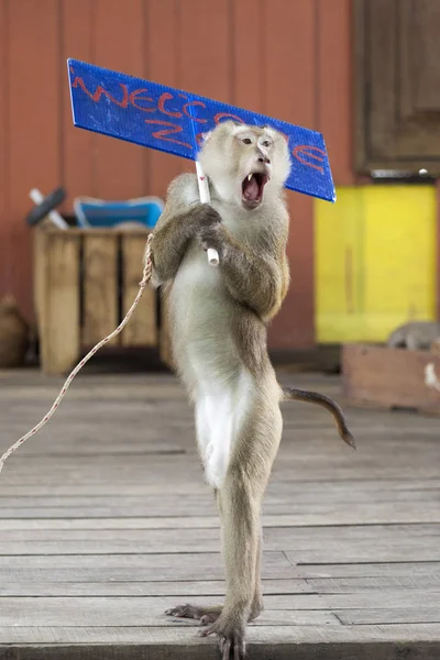 A trained circus monkey monkey on stage. Circus performance Macaque sings.
