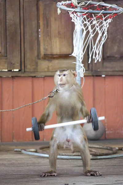Rendimiento del circo Macaque eleva la barra. Tailandia Phuket — Foto de Stock