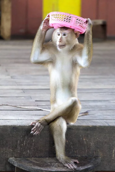 Macaques in the circus playing with a basket. Thailand Phuket.