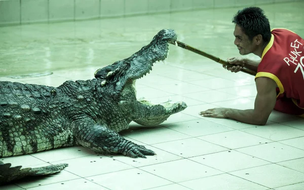 Manipulador no berçário de crocodilo Tailândia. O treinador coloca sua cabeça nas mandíbulas do crocodilo, e permanece vivo. Uma série de imagens fixas — Fotografia de Stock