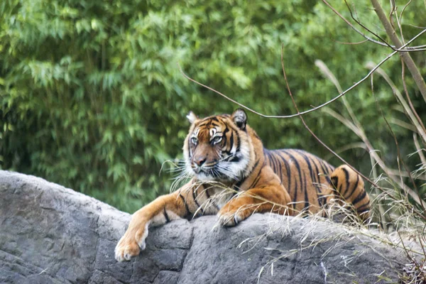 Τίγρη ξαπλωμένος σε ένα βράχο, που αναπαύεται. Τίγρη από κοντά στο δάσος. — Φωτογραφία Αρχείου