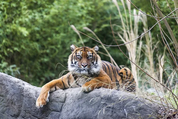 Τίγρη ξαπλωμένος σε ένα βράχο, που αναπαύεται. Τίγρη από κοντά στο δάσος. — Φωτογραφία Αρχείου