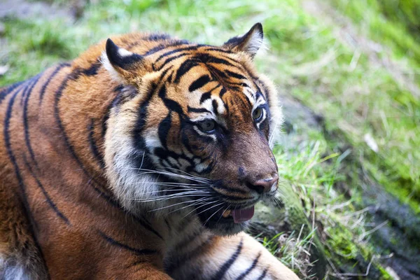 Muzzle Tiger closeup Tiger lying down and looking to the forest. Large fangs jaws large, bright coat color.