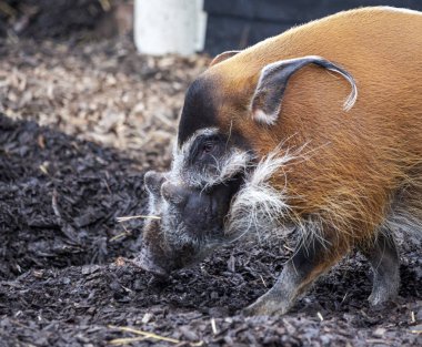 Yaban domuzu closeup namlu. Büyük erkek bush domuz zemine yenilebilir kökleri arıyorsunuz.
