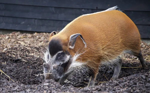 Grote mannelijke bush varkens op zoek naar eetbare wortels gaan op de grond. — Stockfoto