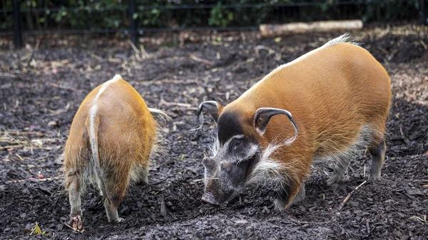 Família de porcos closeup.Large arbusto masculino porcos à procura de raízes comestíveis indo para o chão . — Fotografia de Stock