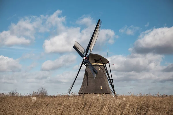Заросли трости на фоне голландской ветряной мельницы . — стоковое фото